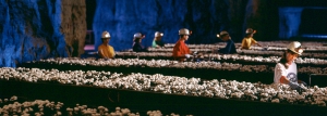 Commercial Photography of Pittsburgh mushroom mine workers